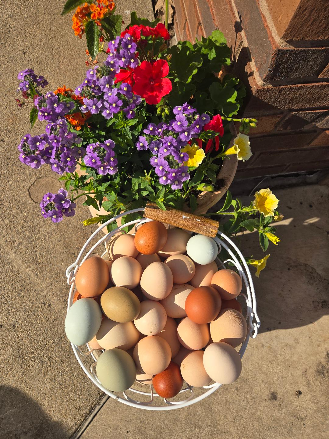 Farm Raised Eggs